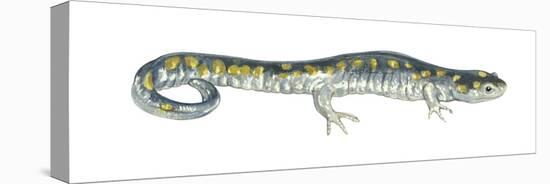 Spotted Salamander (Ambystoma Maculatum), Amphibians-Encyclopaedia Britannica-Stretched Canvas