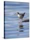 Spotted Sandpiper (Actitis Macularia)-James Hager-Premier Image Canvas