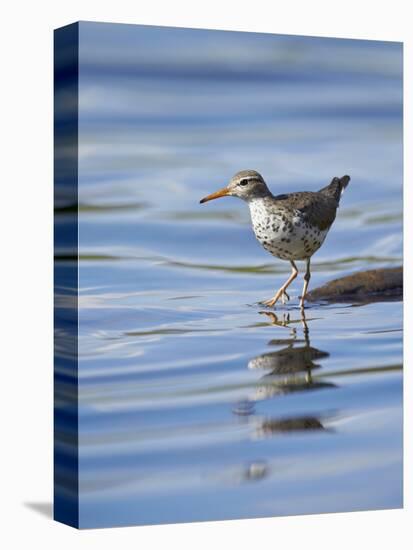 Spotted Sandpiper (Actitis Macularia)-James Hager-Premier Image Canvas