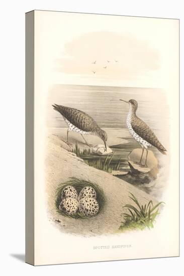 Spotted Sandpipers, Eggs-null-Stretched Canvas