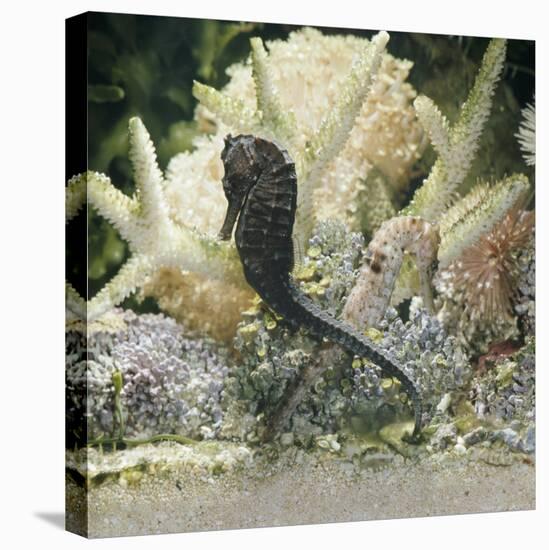 Spotted Seahorse Dark and Light Colour Phases, on Coral Reef, from Indo-Pacific-Jane Burton-Premier Image Canvas