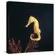 Spotted Seahorse on Gorgonian Coral, from Indo-Pacific-Jane Burton-Premier Image Canvas