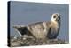 Spotted Seal (Phoca Largha) Pup Resting on a the Gravel Beach of the Bering Sea-Gerrit Vyn-Premier Image Canvas