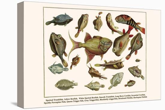 Spotted Trunkfish, Yellow Boxfish, White Spotted Boxfish, Smooth Trunkfish, etc.-Albertus Seba-Stretched Canvas
