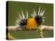 Spotted Tussock Moth Caterpillar, Lophocampa Maculata, British Columbia, Canada-Paul Colangelo-Premier Image Canvas
