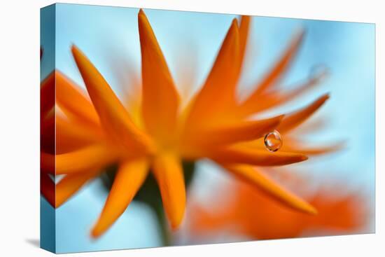 Sprawling Orange-Heidi Westum-Premier Image Canvas