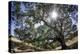 Spreading Oak Tree with Sun, Sonoma, California-Rob Sheppard-Premier Image Canvas