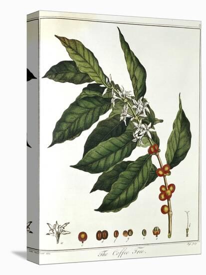 Sprig of Coffee (Coffea Arabic) Showing Flowers and Beans, 1798-null-Premier Image Canvas