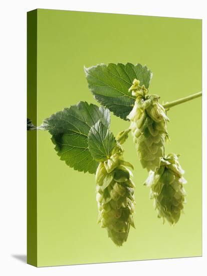 Sprig of Hops-Ludger Rose-Premier Image Canvas