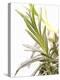 Sprig of Lavender-Chris Schäfer-Premier Image Canvas