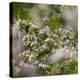 Spring, Apple in the Valley Vinschgau, South Tyrol, Italy-Martin Zwick-Premier Image Canvas