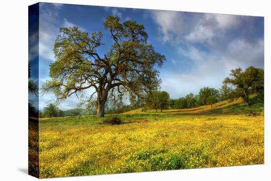 Spring at Shell Creek-Vincent James-Premier Image Canvas