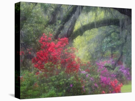 Spring Azaleas at Magnolia Plantation and Gardens, Charleston, South Carolina, Usa-Joanne Wells-Premier Image Canvas