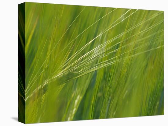 Spring Barley, Palouse, Washington, USA-Terry Eggers-Premier Image Canvas