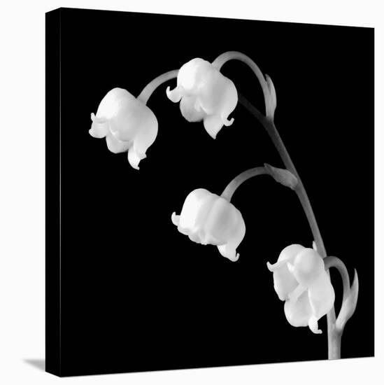 Spring Bells I-Michael Faragher-Stretched Canvas