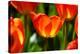 Spring Bling-pudding-Premier Image Canvas