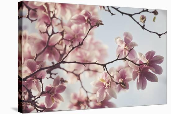 Spring Bloom-Irene Suchocki-Stretched Canvas