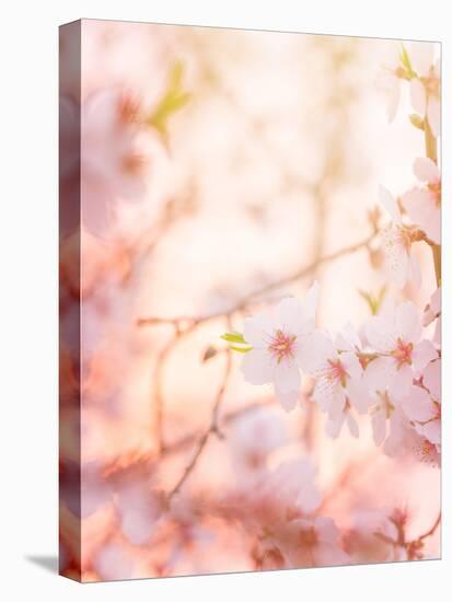 Spring Blooming Tree-Anna Omelchenko-Premier Image Canvas