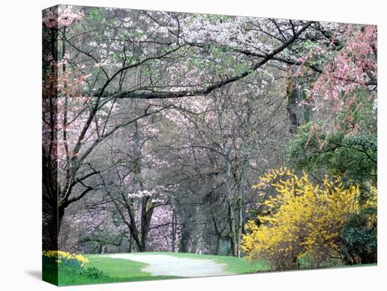 Spring Blooms in Washington Park Arboretum, Seattle, Washington, USA-William Sutton-Premier Image Canvas