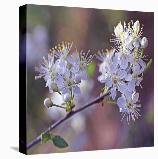 Spring Blooms-Ken Bremer-Stretched Canvas