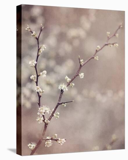 Spring Blooms-Elizabeth Kay-Stretched Canvas
