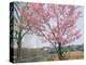 Spring Blossom and Lake at Ueno-Koen Park, Ueno, Tokyo, Japan-Richard Nebesky-Premier Image Canvas