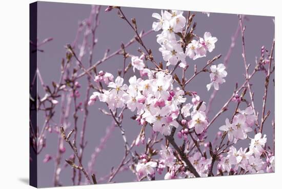 Spring Blossom - Pink-Joseph Eta-Stretched Canvas