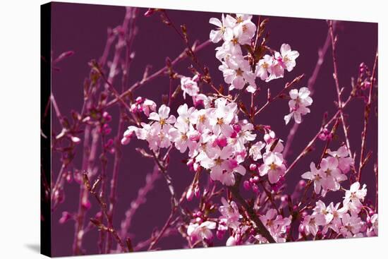 Spring Blossom - Purple-Joseph Eta-Stretched Canvas