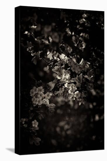 Spring Blossom-Tim Kahane-Premier Image Canvas