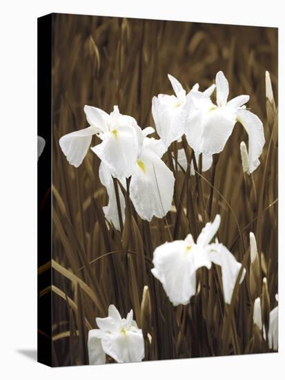 Spring Blossoms I-Boyce Watt-Stretched Canvas