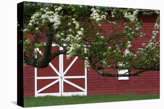 Spring Blossoms Red Barn-Robert Goldwitz-Premier Image Canvas