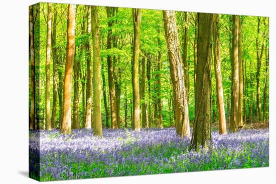 Spring Bluebell-Robert Maynard-Premier Image Canvas