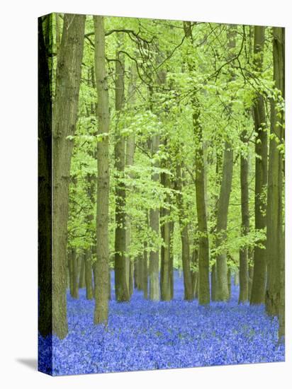 Spring Bluebells in Beech Woodland, Dockey Woods, Buckinghamshire-John Woodworth-Premier Image Canvas