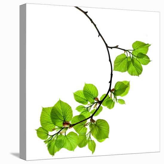 Spring Branch with Fresh Green Leaves  Isolated on White Background-Madlen-Premier Image Canvas