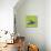 Spring Butterfly-Viviane Fedieu Daniel-Premier Image Canvas displayed on a wall