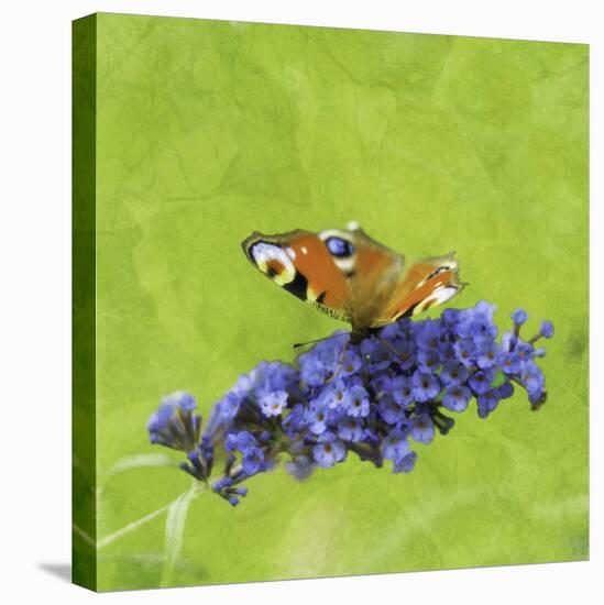 Spring Butterfly-Viviane Fedieu Daniel-Premier Image Canvas