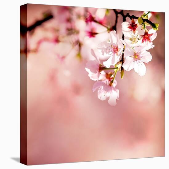 Spring Cherry Blossoms-NicholasHan-Premier Image Canvas