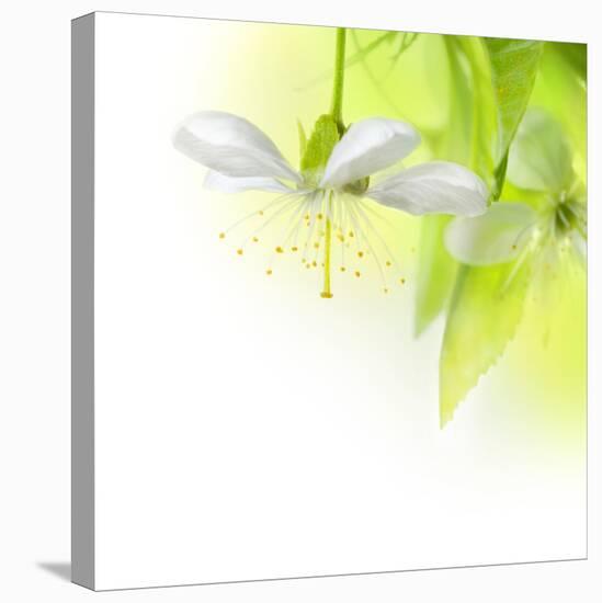 Spring Cherry Flowers-Subbotina Anna-Stretched Canvas