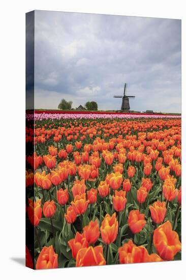 Spring Clouds over Fields of Multicolored Tulips and Windmill, Netherlands-Roberto Moiola-Premier Image Canvas