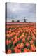 Spring Clouds over Fields of Multicolored Tulips and Windmill, Netherlands-Roberto Moiola-Premier Image Canvas