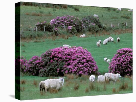 Spring Countryside with Sheep, County Cork, Ireland-Marilyn Parver-Premier Image Canvas