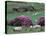 Spring Countryside with Sheep, County Cork, Ireland-Marilyn Parver-Premier Image Canvas