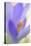 Spring Crocus, Crocus Vernus, Blossom-Andreas Keil-Premier Image Canvas