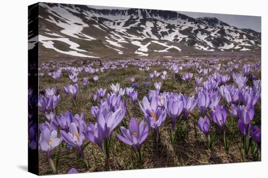 Spring crocus flowering on the Campo Imperatore, Italy-Paul Harcourt Davies-Premier Image Canvas