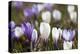 Spring Crocus Flowers, Eastern Alps, South Tyrol, Italy-Martin Zwick-Premier Image Canvas