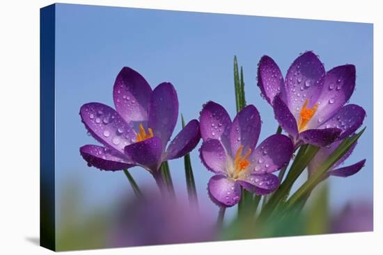 Spring Crocus, Norfolk-Ernie Janes-Premier Image Canvas
