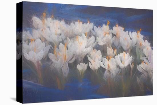 Spring Crocuses, 2018,-Helen White-Premier Image Canvas