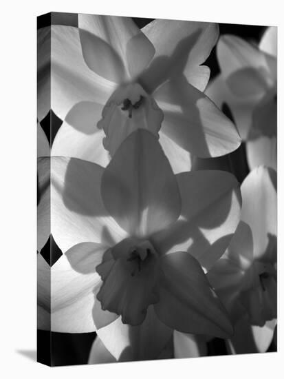 spring daffodils black and white image-AdventureArt-Premier Image Canvas