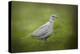 Spring Dove-Jai Johnson-Premier Image Canvas