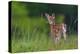 Spring Fawn-Nick Kalathas-Premier Image Canvas